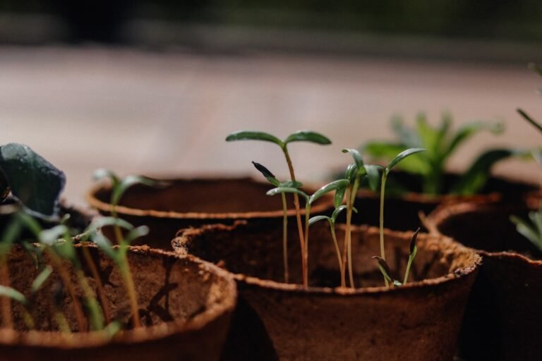 Green plant on brown clay pot