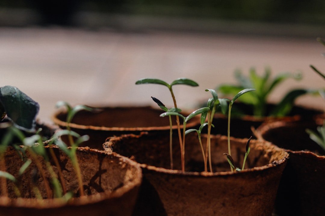 Green plant on brown clay pot