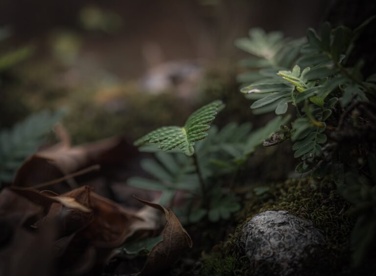 A blurry photo of a leaf and a rock