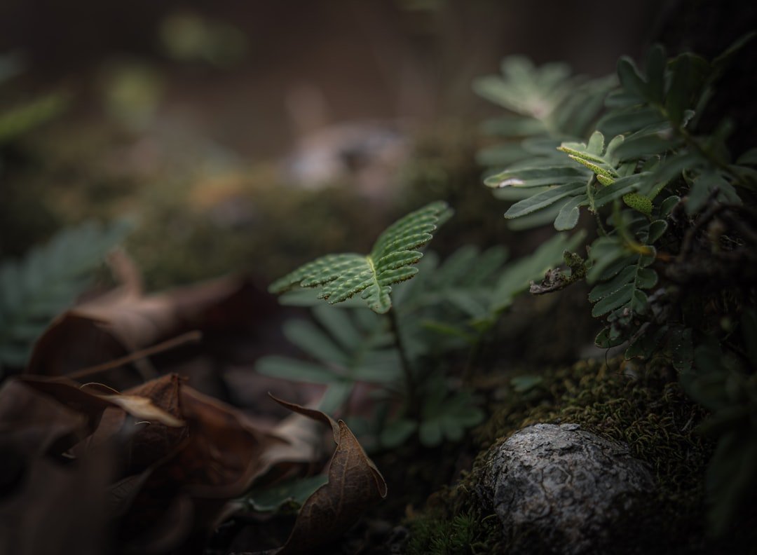 A blurry photo of a leaf and a rock