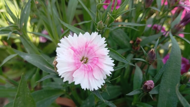 A pink and white flower in a garden