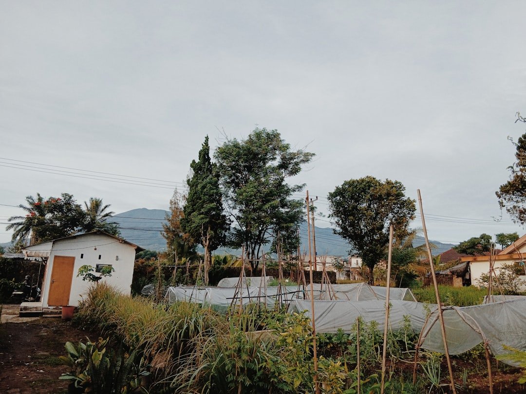 A rural landscape with greenhouses and trees.