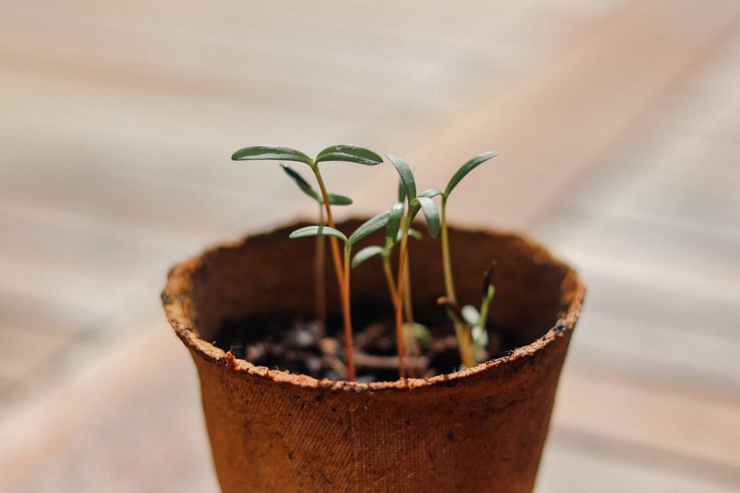 Green plant on brown clay pot