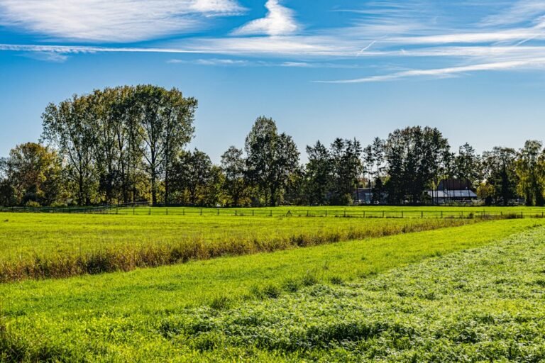 Green fields with trees and blue sky