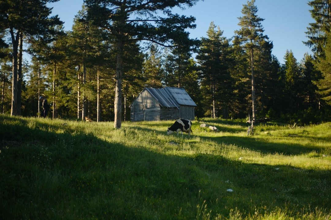 Cabin and cow in a lush green forest.