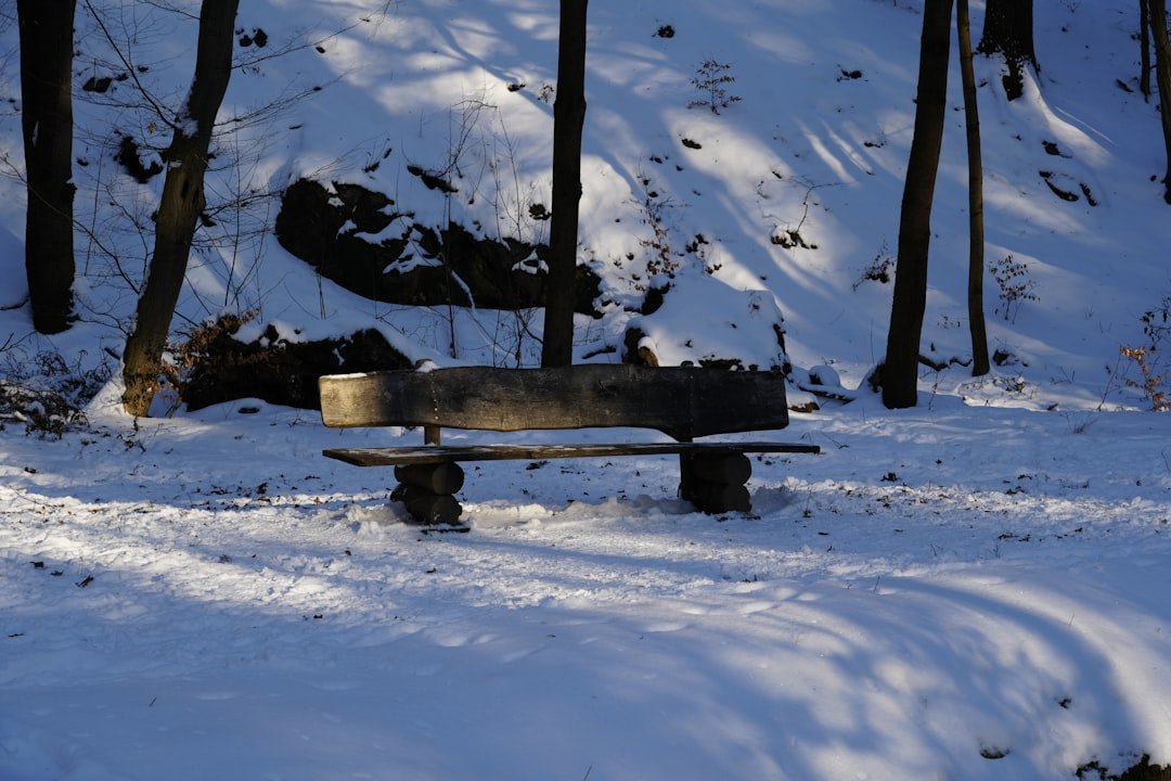 A wooden bench sits in a snowy forest clearing.