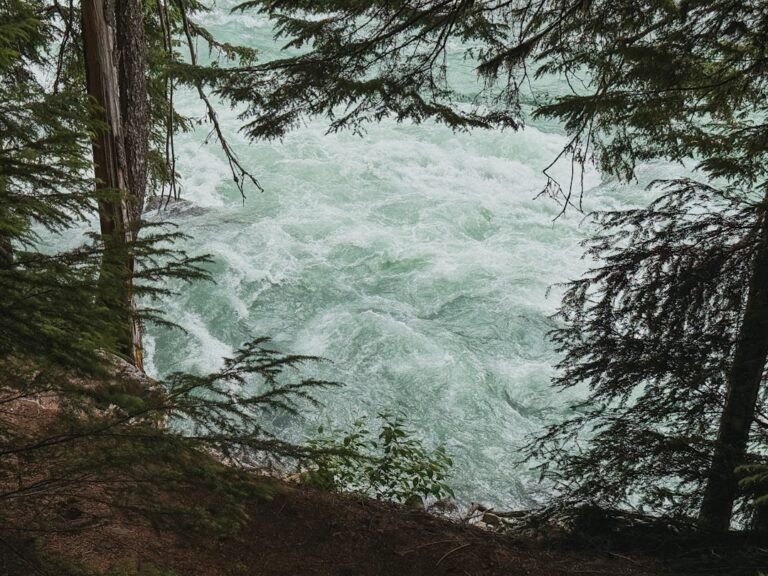 Rushing river viewed through forest foliage.