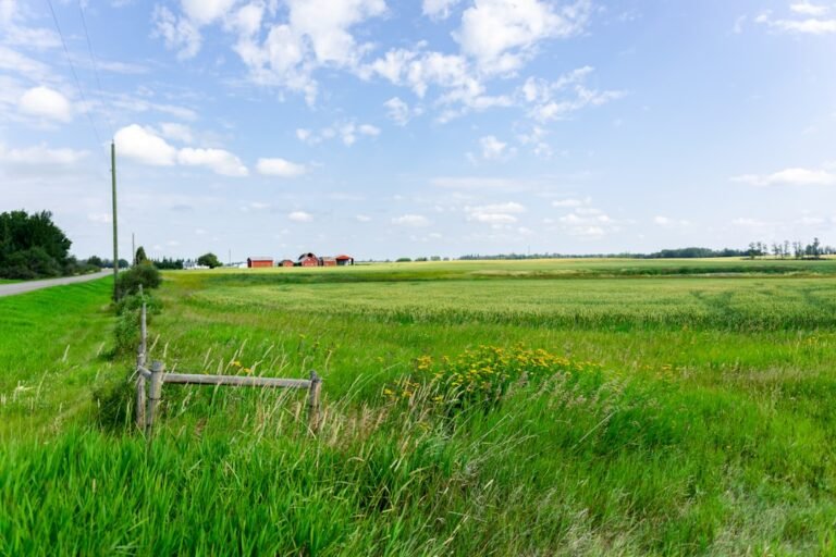 Green grass field under blue sky during daytime