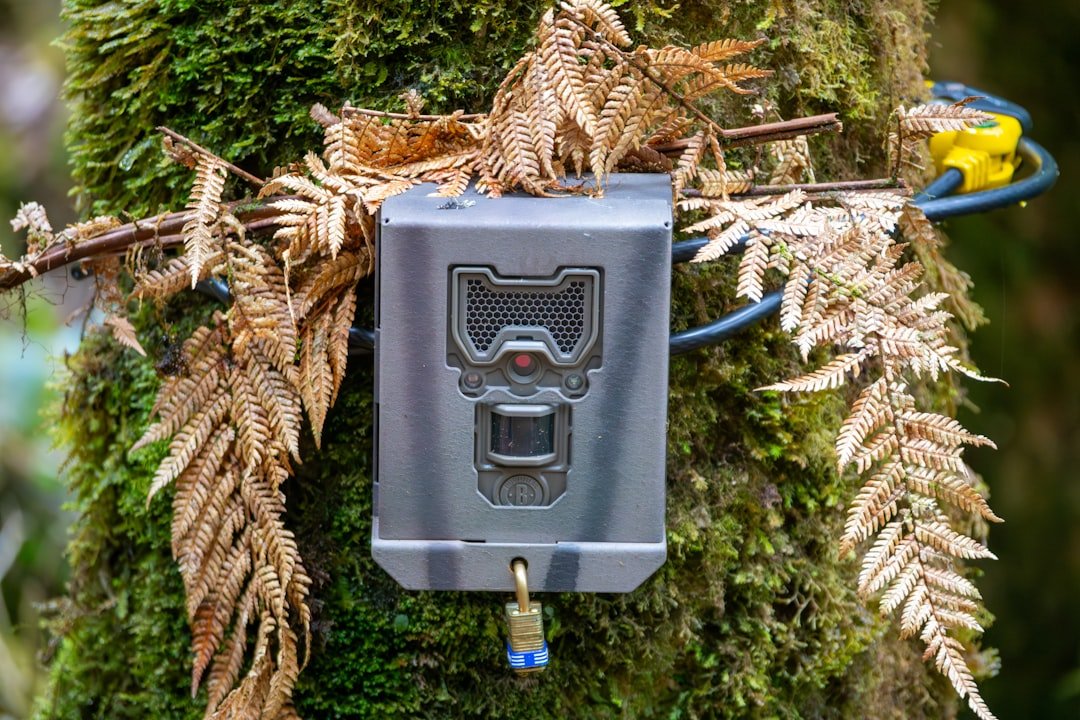 A power box attached to a tree in a forest