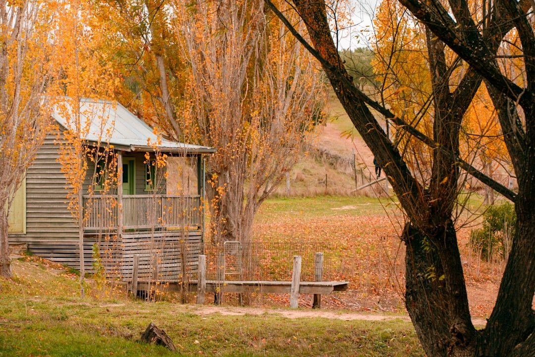 A small wooden cabin in a field with trees