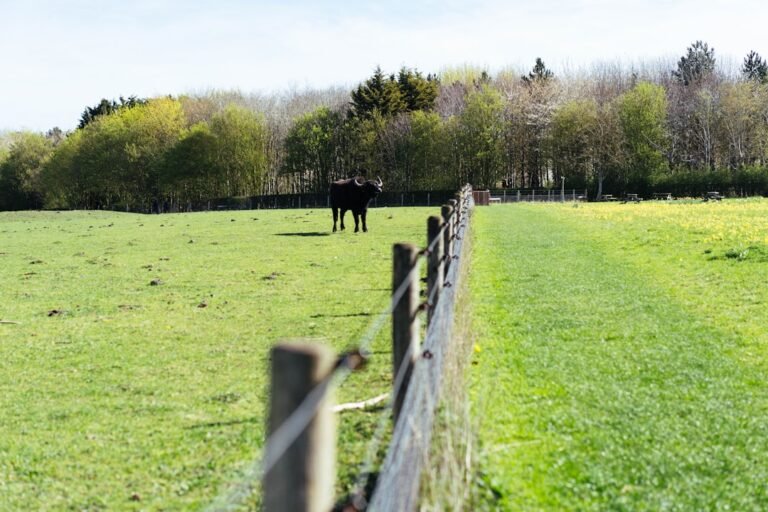 A lone horse grazes in a sunlit green field.