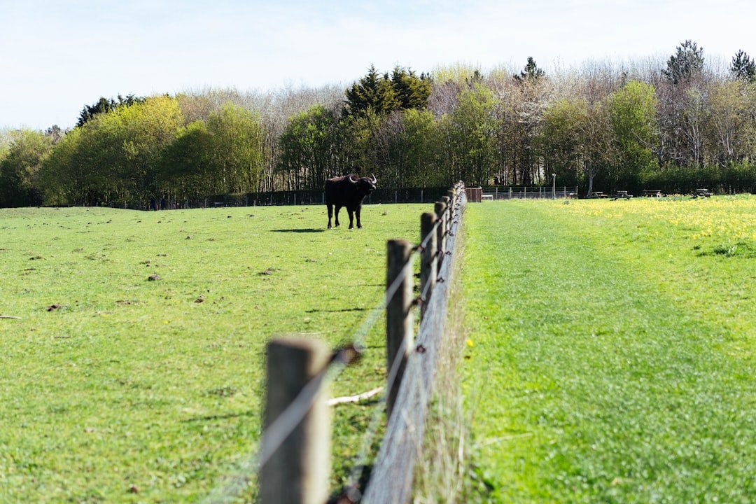 A lone horse grazes in a sunlit green field.