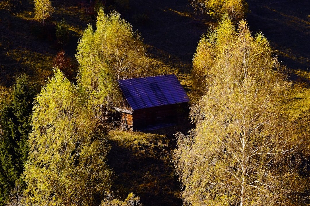 Brown wooden house in the middle of forest during daytime
