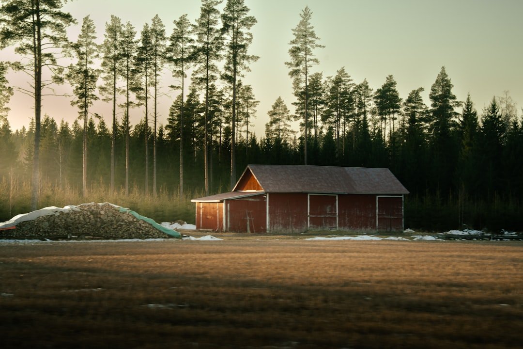 Red barn in a field with pine forest background