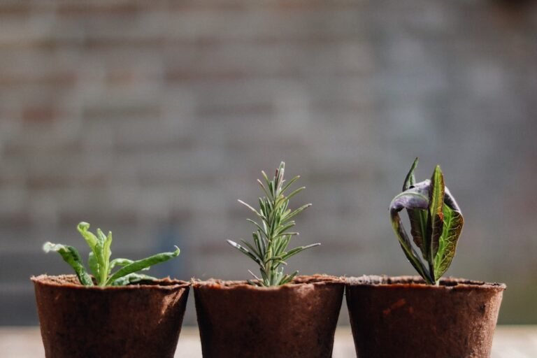 Green plant on brown clay pot