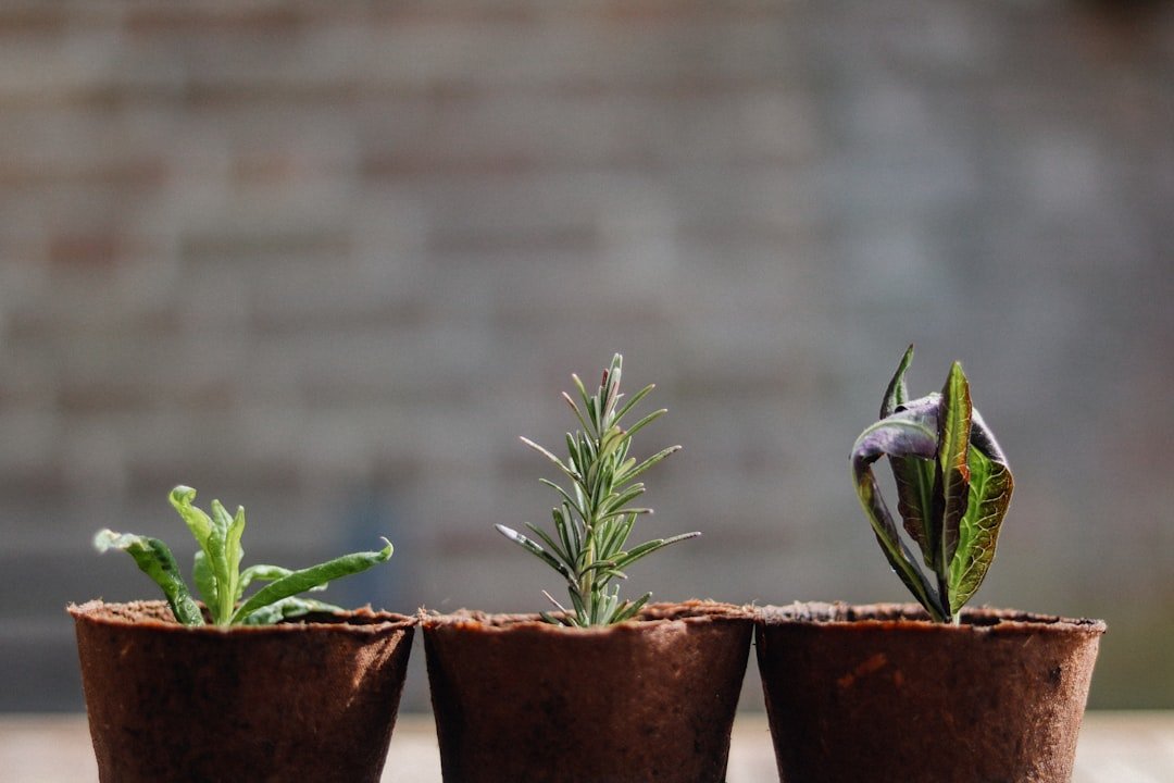 Green plant on brown clay pot