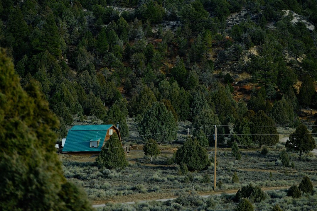 A small cabin nestled among evergreen trees.
