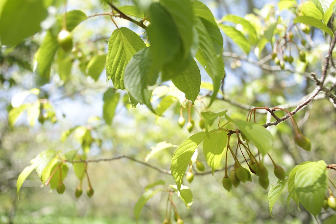 Green leaves and branches in bright sunlight.