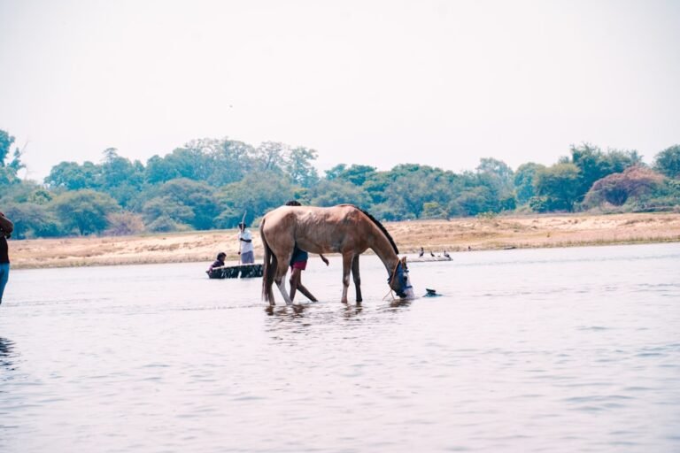 A brown horse drinks water from a river.