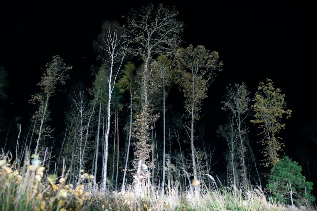 Tall trees stand in a dark forest at night